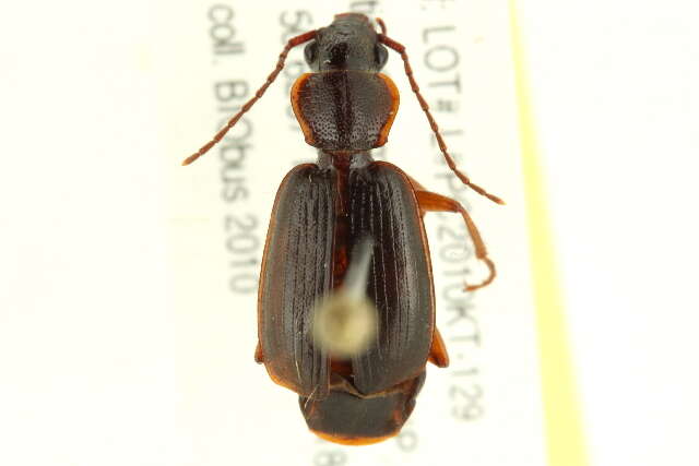 Image of Cymindis (Cymindis) cribricollis Dejean 1831