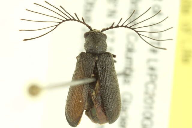 Image of Eucrada robusta Van Dyke 1918