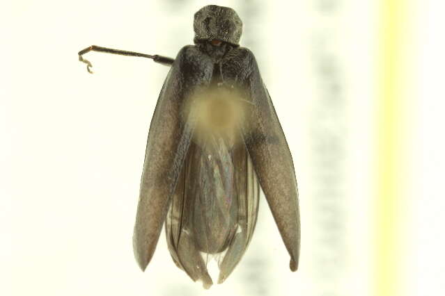 <i>Dichelotarsus piniphilus</i>的圖片