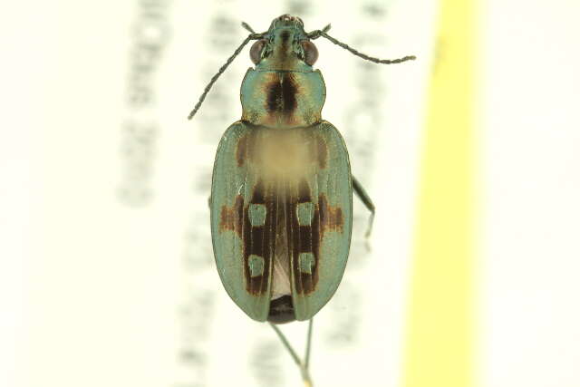 Bembidion (Bracteon) zephyrum Fall 1910的圖片