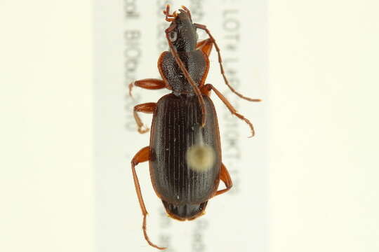 Image of Cymindis (Cymindis) cribricollis Dejean 1831