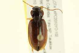 Sivun Nebria (Reductonebria) obliqua Le Conte 1867 kuva