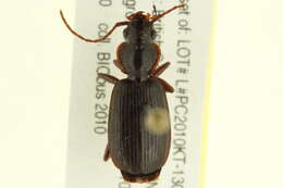 Image of Cymindis (Cymindis) cribricollis Dejean 1831