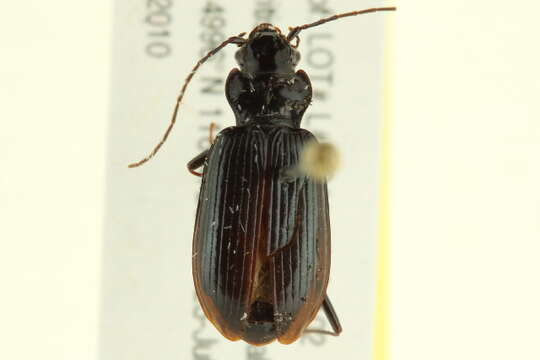 Image of Nebria (Reductonebria) arkansana Casey 1913