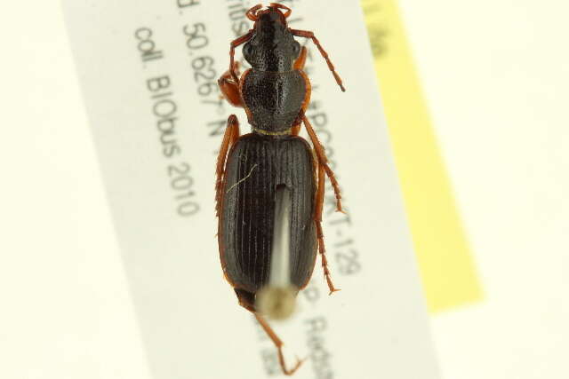 Image of Cymindis (Cymindis) cribricollis Dejean 1831