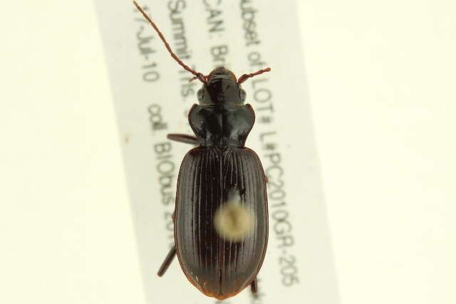 Image of Nebria