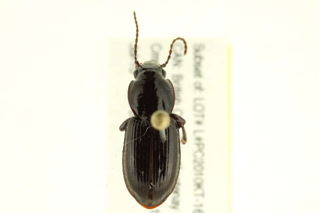 Image of Pterostichus (Bothriopterus) pensylvanicus Le Conte 1873