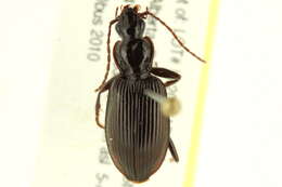 Plancia ëd Platynus (Platynus) decentis (Say 1823)