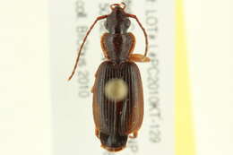 Image of Cymindis (Cymindis) cribricollis Dejean 1831