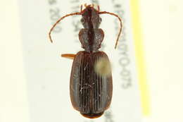 Image of Cymindis unicolor