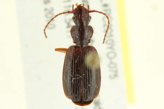 Sivun Cymindis unicolor kuva