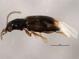 Bembidion (Furcacampa) impotens Casey 1918的圖片