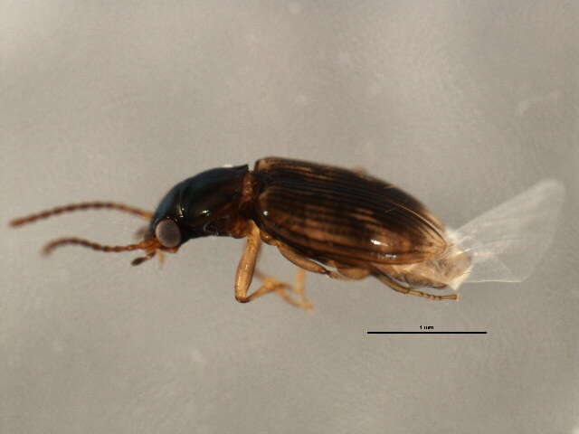 Bembidion (Furcacampa) impotens Casey 1918的圖片