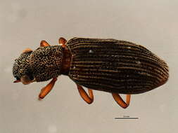 Image of Hydrochidae