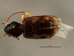 Bembidion (Furcacampa) impotens Casey 1918的圖片