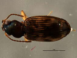 Bembidion (Furcacampa) impotens Casey 1918的圖片