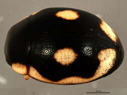 صورة Hyperaspis undulata (Say 1824)