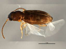 Bembidion (Furcacampa) impotens Casey 1918的圖片