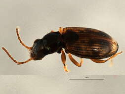 Bembidion (Furcacampa) impotens Casey 1918的圖片