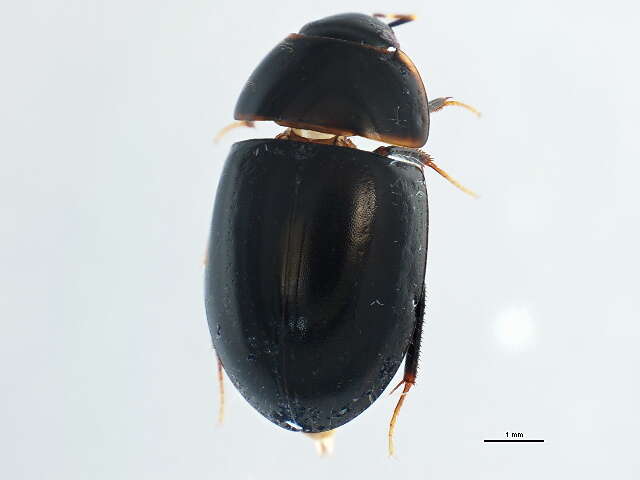 Image of Enochrus (Methydrus) consors (Le Conte & J. L. 1863)