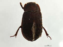 Image of Hide Beetles