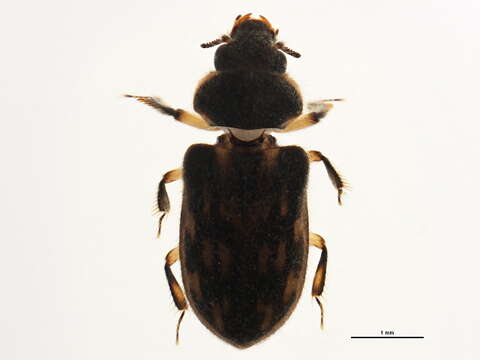 Image of Lapsus