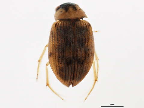 صورة Berosus (Berosus) peregrinus (Herbst 1797)