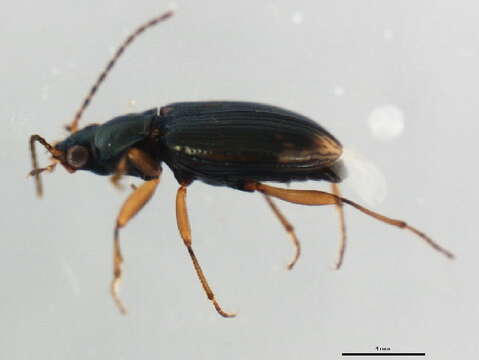 Bembidion (Notaphus) patruele Dejean 1831的圖片