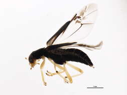 Image of Isohydnocera curtipennis (Newman 1840)