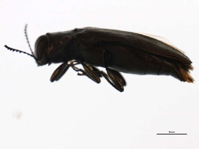 Image of Agrilus lecontei Saunders 1871