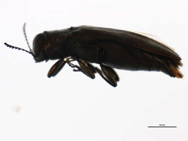 Image of Hackberry Agrilus