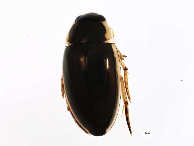 Image of Tropisternus (Tropisternus) lateralis nimbatus (Say 1823)