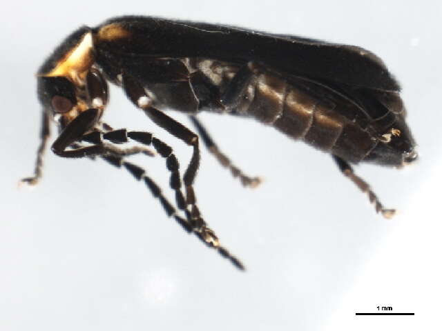 Image of <i>Polemius laticornis</i>