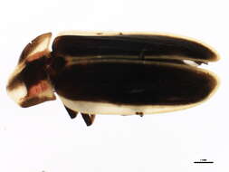 Image of Pyractomena angulata (Say 1825)