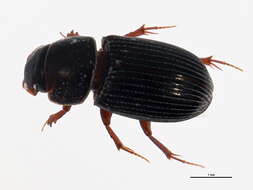 Image of Ataenius spretulus (Haldeman 1848)