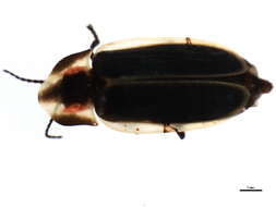 Image of Pyractomena angulata (Say 1825)