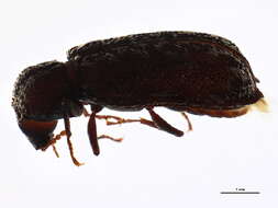 Image of Lichenophanes truncaticollis (Le Conte 1866)