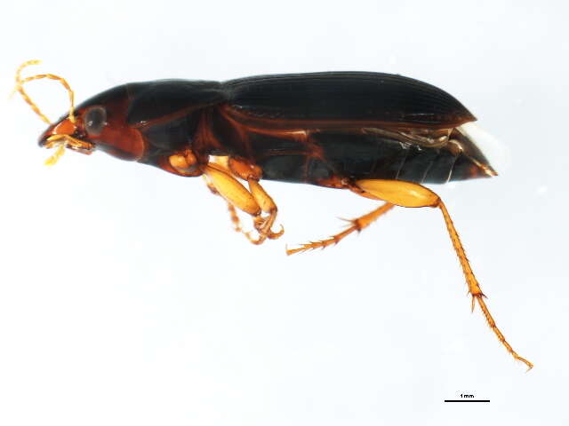 Selenophorus (Selenophorus) opalinus (Le Conte 1863) resmi