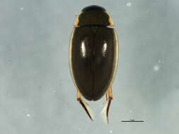 Image of Tropisternus (Tropisternus) lateralis nimbatus (Say 1823)