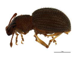 Image of Calomycterus