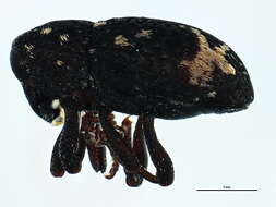 Image of <i>Tyloderma foveolatum</i>