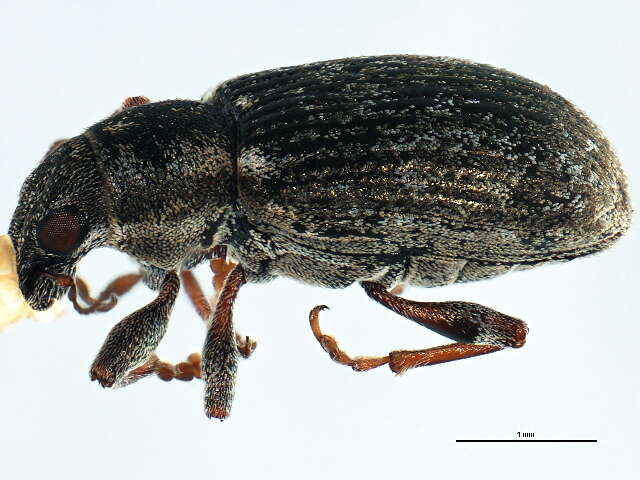 Image of Sweetclover Weevil