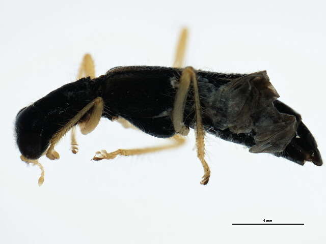 Image of Isohydnocera curtipennis (Newman 1840)