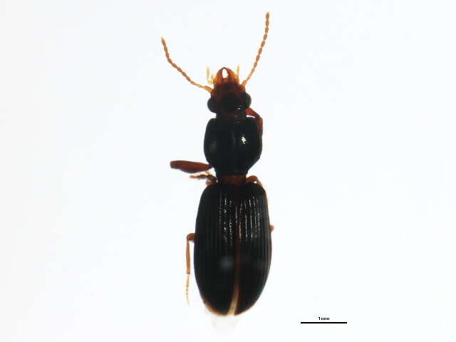 Image of Clivina (Leucocara) americana Dejean 1831