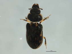 Image of Lapsus