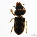 صورة Neoheterocerus gnatho (Le Conte 1863)