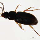 Image of Stenolophus (Stenolophus) megacephalus Lindroth 1968