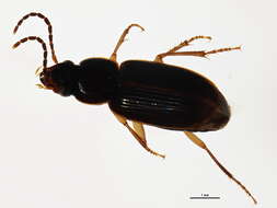 Image of Stenolophus (Stenolophus) megacephalus Lindroth 1968