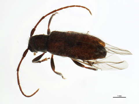 Image of Eupogonius