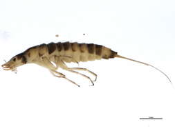 Image of <i>Boreonectes striatellus</i>